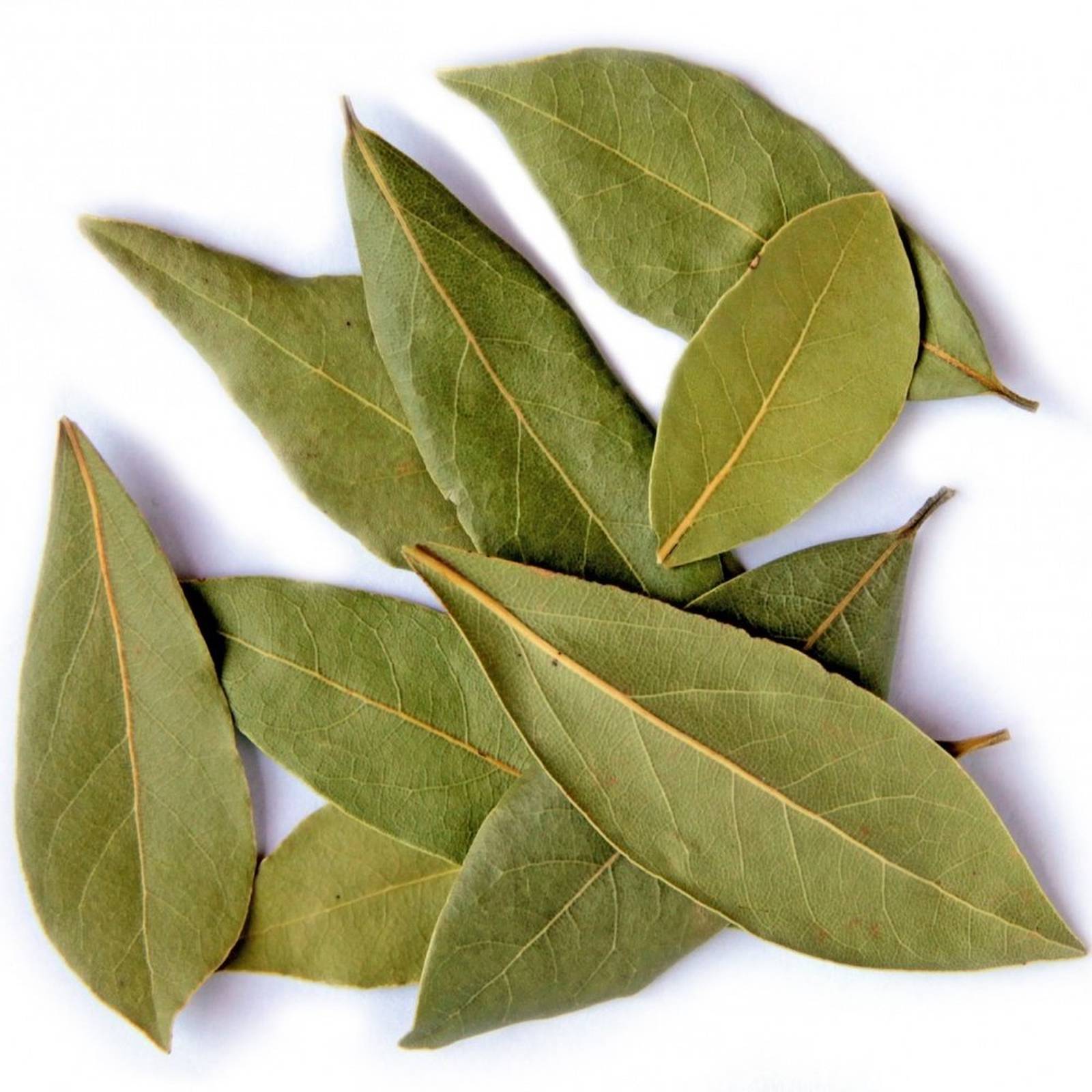 Bay Leaf