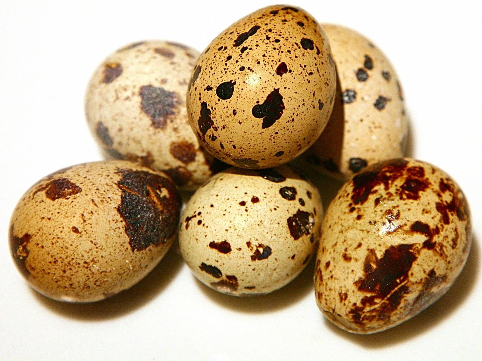 Eggs