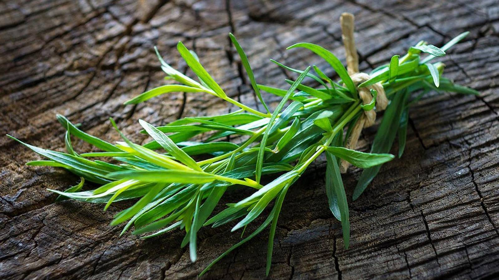 Tarragon